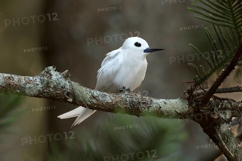 White Tern (Gygis alba candida) perched on a branch, Norfolk Island, Australia