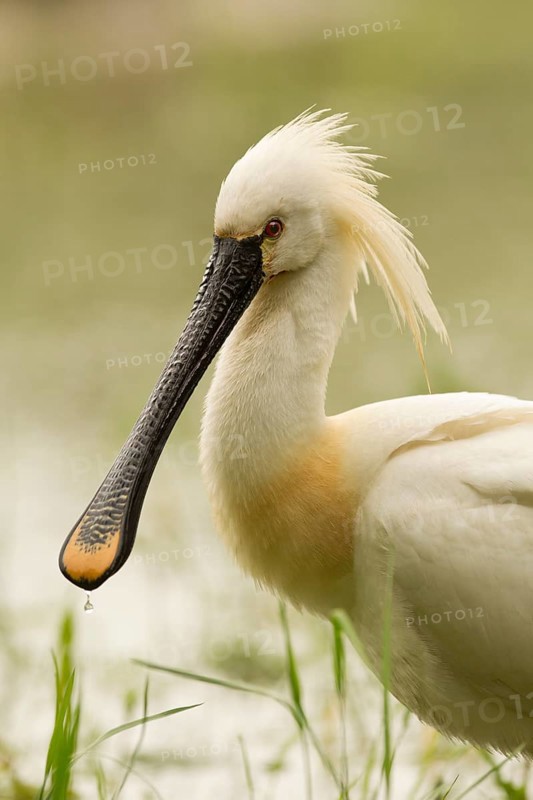 Eurasian Spoonbill (Platalea leucorodia), Serbia