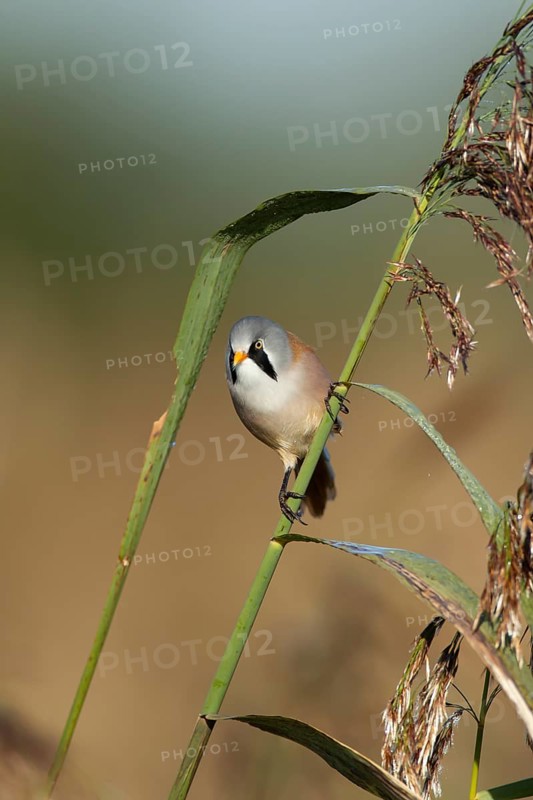 Bearded tit or reedling (Panurus biarmicus) adult male bird on a reed stem in a reedbed, England, United Kingdom