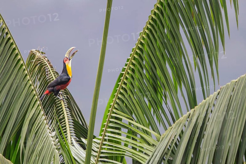 Red-breasted Toucan (Ramphastos dicolorus) perched on a branch in the Atlantic rainforest of southeast Brazil