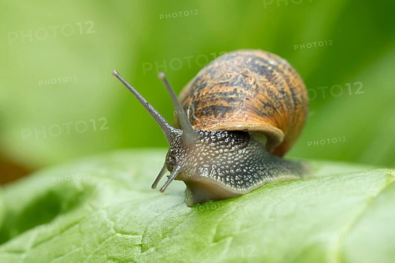 Garden snail (Cornu aspersum) adult gastropod molluscs on a garden vegetable plant leaf in summer, England, United Kingdom