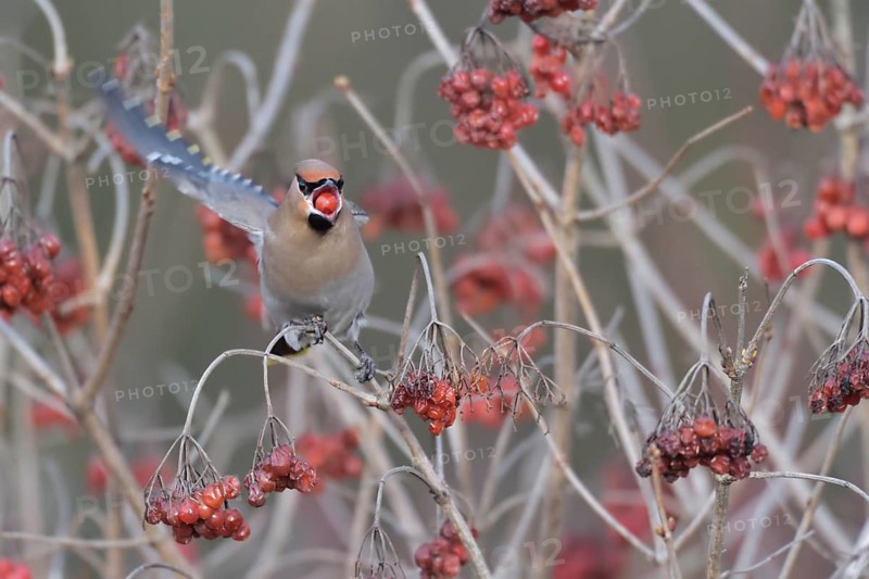 Bohemian Waxwing (Bombycilla garrulus) feeding on berries, North Rhine-Westphalia, Germany