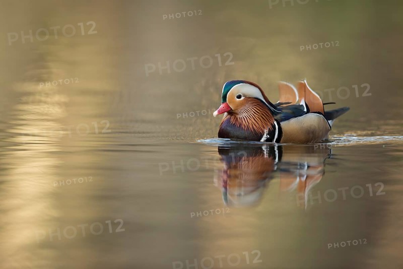 Mandarin Duck (Aix galericulata) male, North Rhine-Westphalia, Germany