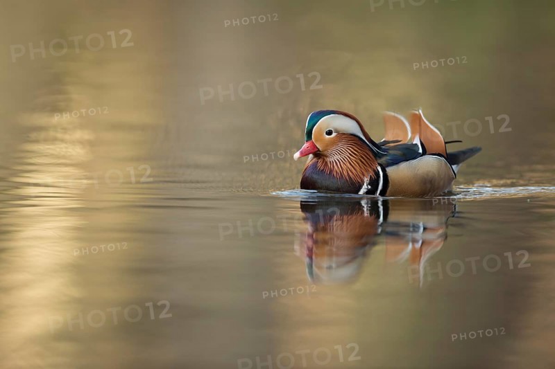 Mandarin Duck (Aix galericulata) male, North Rhine-Westphalia, Germany