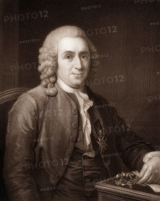 Carl Linnaeus, or Carl von Linné, 1707-1778, a Swedish botanist, physician, and zoologist, Carl von Linné, oder Carl Nilsson Linnæus, 1707-1778, ein schwedischer Naturforscher