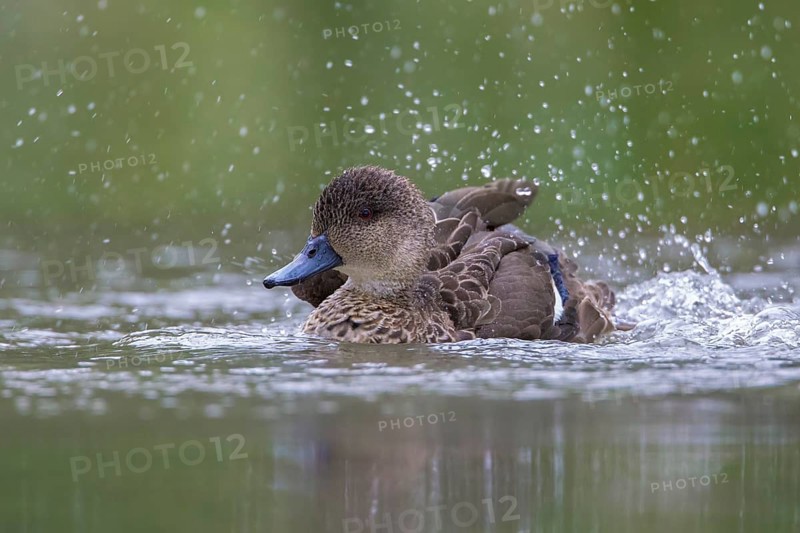 Grey Teal (Anas gracilis) bathing, Victoria, Australia