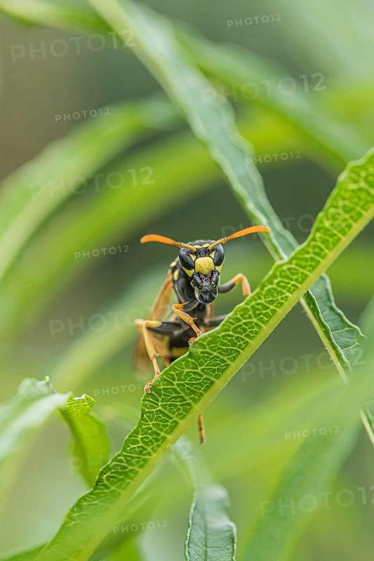 Gallic field wasp collecting nectar, european paper wasp (Polistes dominula), columnar deciduous tree (Frangula alnus FINE LINE), regurgitation, regurgitation of a food droplet