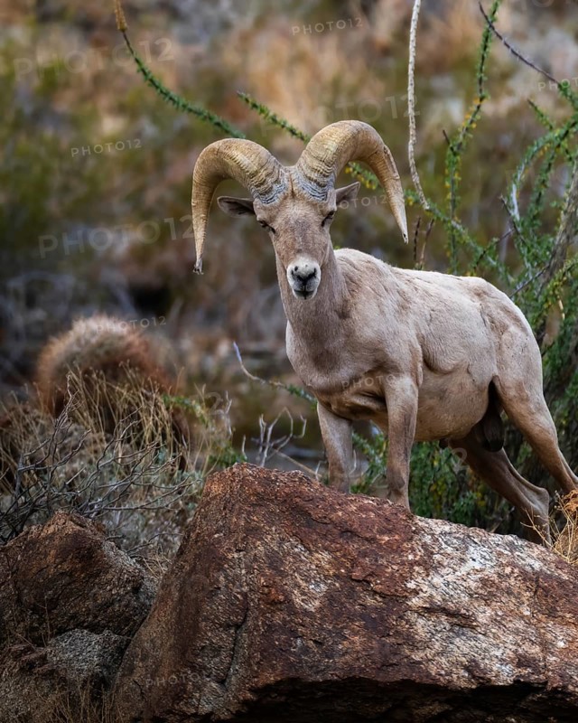 From below, a bighorn sheep stands majestically on a rocky terrain in the Santa Rosa Mountains, Southern California, showcasing its impressive curved horns