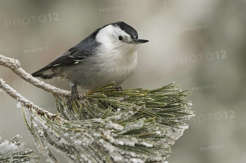 White-breasted Nuthatch (Sitta carolinensis), New Mexico, USA