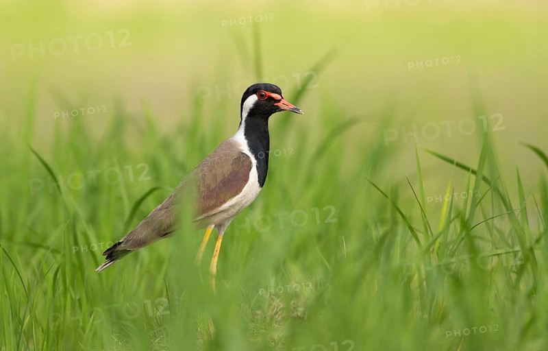 Red-wattled Lapwing (Vanellus indicus) standing alert, Sreepur, Gazipur, Bangladesh