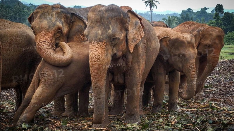 Several Asian elephants (elephas maximus) stand in a natural environment, close to each other, with a sense of community, Pinnawela Elephant Orphanage, Sri Lanka