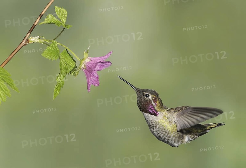 Anna's Hummingbird (Calypte anna), British Columbia, Canada