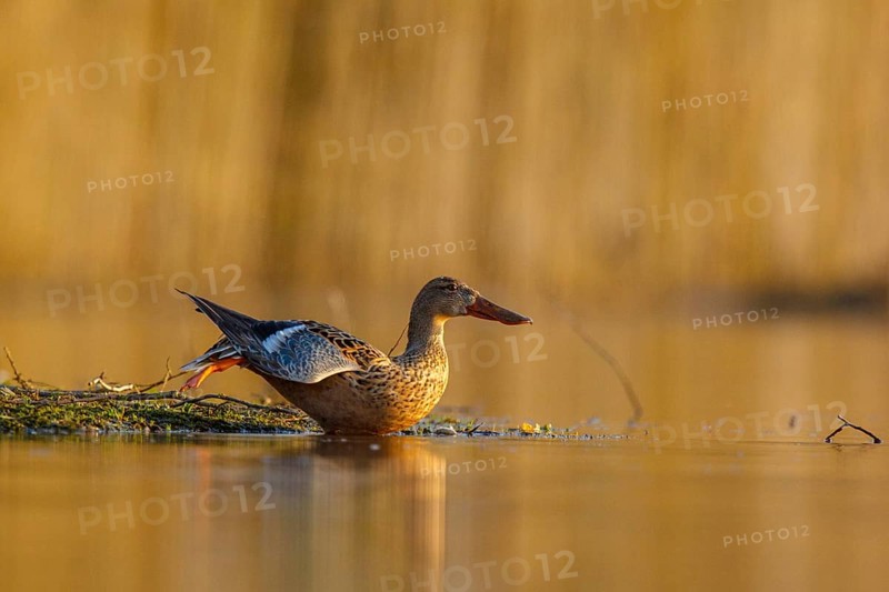 Northern Shoveler (Spatula clypeata) female stretching wing and leg, North Rhine-Westphalia, Germany