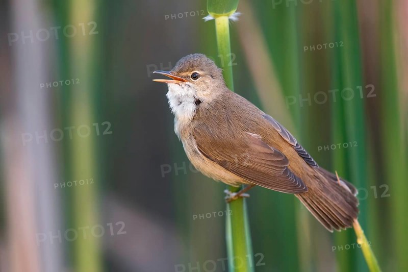 Eurasian Reed Warbler (Acrocephalus scirpaceus) singing in reeds, Poland