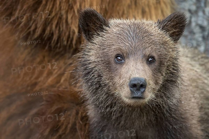 Grizzly Bear (Ursus arctos horribilis) bear cub portrait, British Columbia, Canada