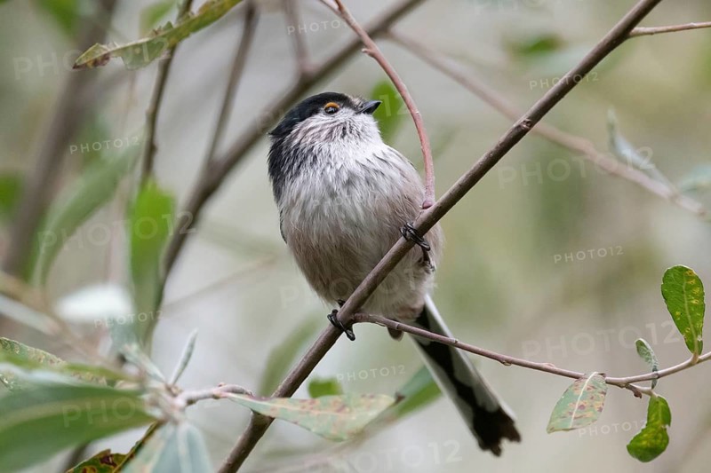 A delicate long-tailed tit perches gracefully on a slender branch, surrounded by lush green foliage. Its soft plumage and long tail add charm to the serene natural setting