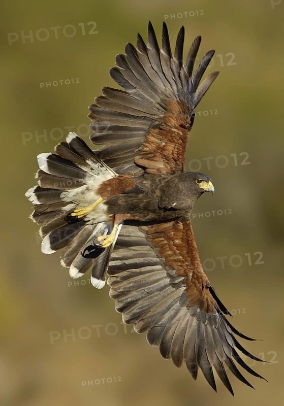Harris's Hawk (Parabuteo unicinctus) flying, Texas, USA