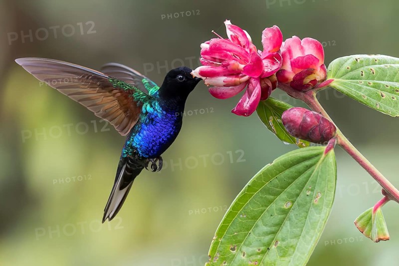 Velvet-purple Coronet (Boissonneaua jardini) feeding at a flower in Colombia, South America