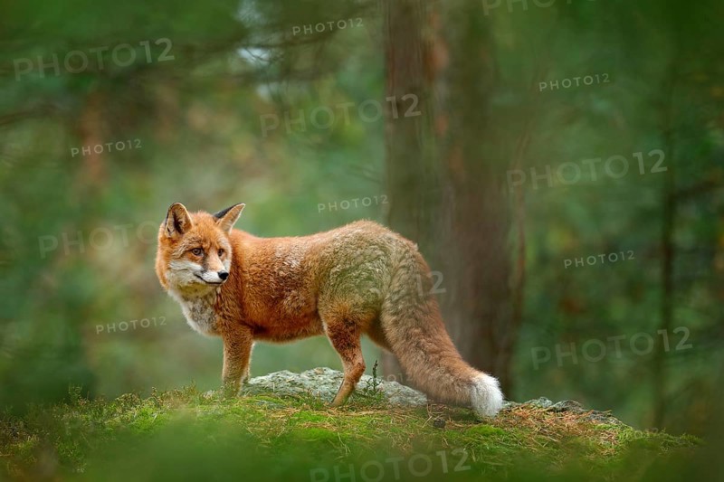 Fox in green forest. Cute Red Fox, Vulpes vulpes, at forest with flowers, moss stone. Wildlife scene from nature. Animal in the nature habitat. Fox hidden in green vegetation