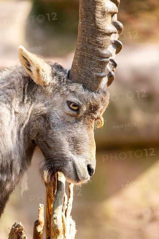 Alpine ibex (Capra ibex), in the mountains, Bavaria, Germany
