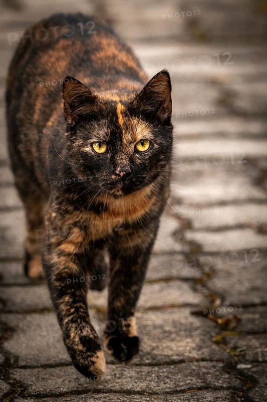 A black-red-brown domestic cat (Felis Catus) walks on paving stones with a focussed gaze, Ternitz, Lower Austria, Austria