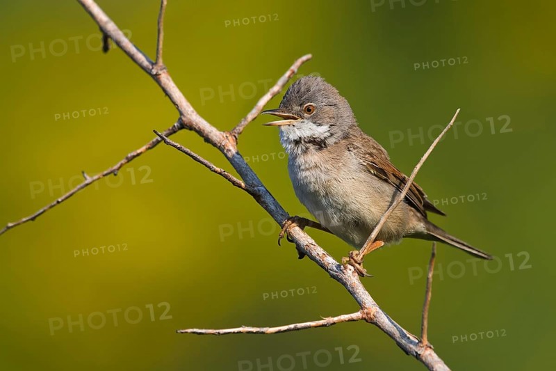 Common Whitethroat (Sylvia communis) male singing, Liguria, Italy
