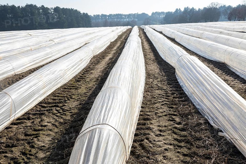 Polythene cloches, polytunnels, folio tunnels, running across farmland field to protect crops from frost, Wantisden, Suffolk, England, UK