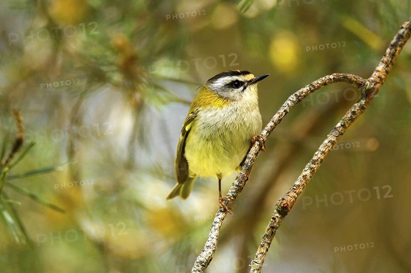 Common Firecrest (Regulus ignicapilla), Avila, Spain