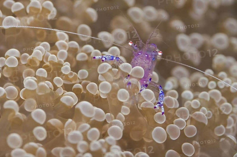 Anemonen-Partnergarnele, Ancylomenes tosaensis Tosa Anemone Shrimp, Ancylomenes tosaensis