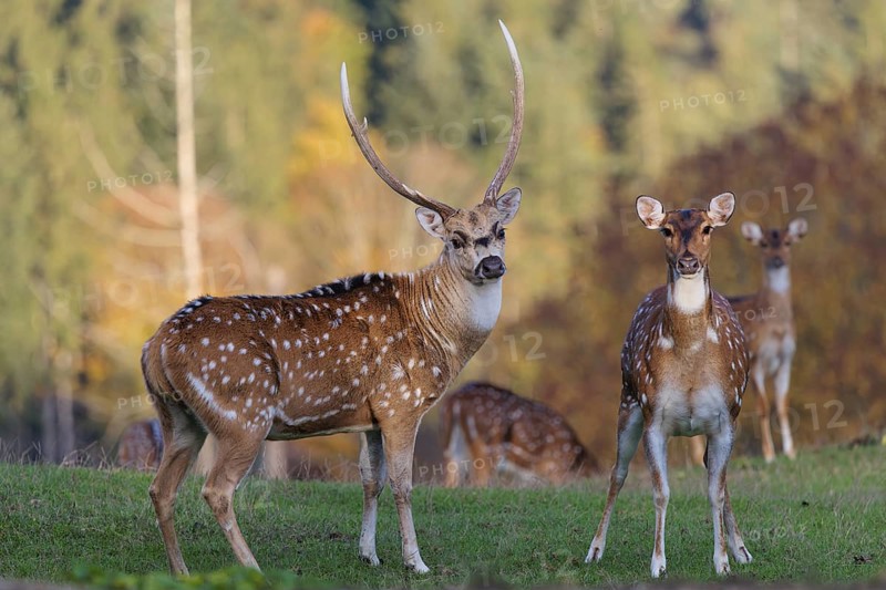 An Axis deer stag (Axis axis), and a hind stand in a green meadow and watch the photographer attentively. A forest can be seen in the background