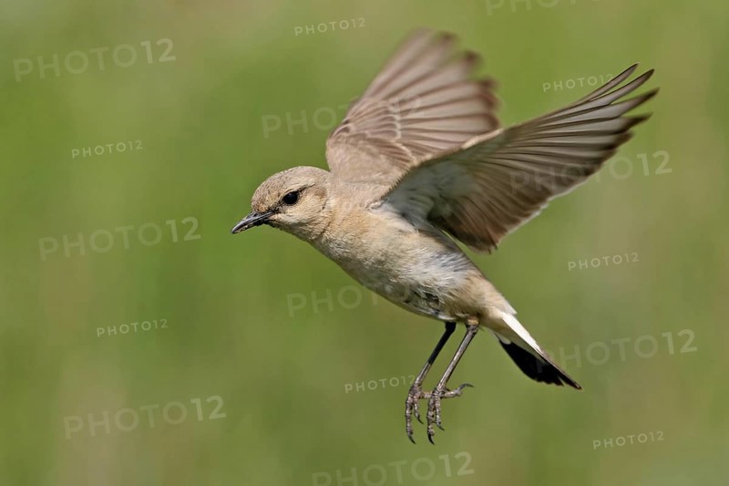 Isabelline Wheatear (Oenanthe isabellina), Bulgaria