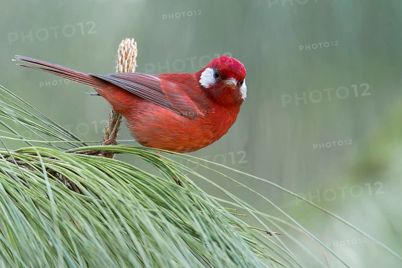 Red Warbler (Cardellina rubra) perched on a branch in Oaxaca, Mexico