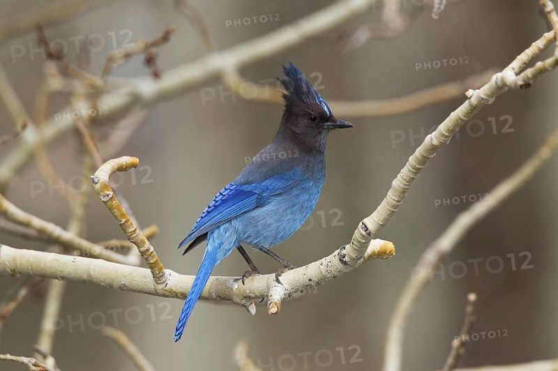 Steller's Jay Cyanocitta stelleri Lee Vining Canyon, California, United States 13 May Adult Corvidae