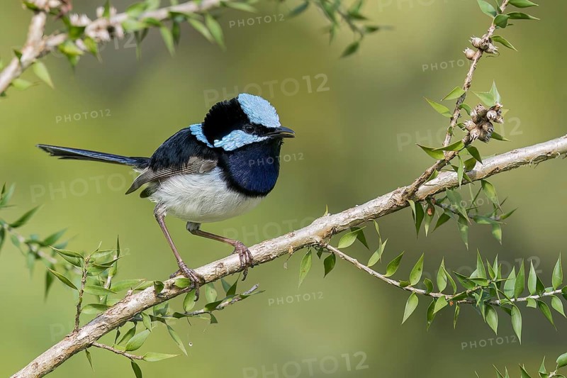 Superb Fairywren (Malurus cyaneus) perched on a branch in eastern Australia