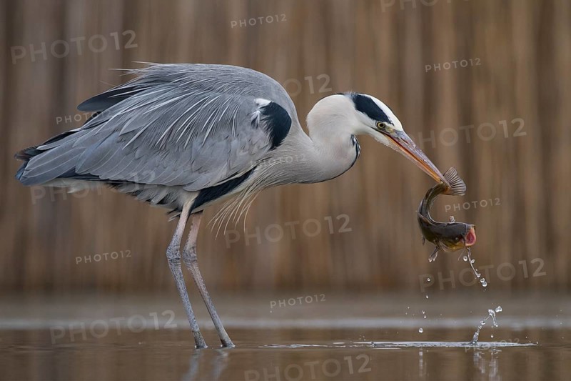 Grey Heron (Ardea cinerea) with fish prey in beak, Pusztaszer, Hungary