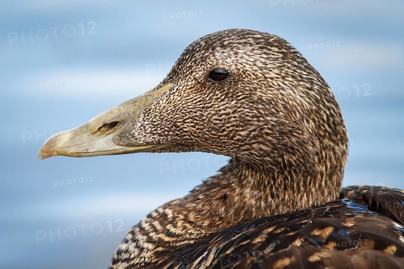 Common Eider (Somateria mollissima), female, Seahouses, United Kingdom