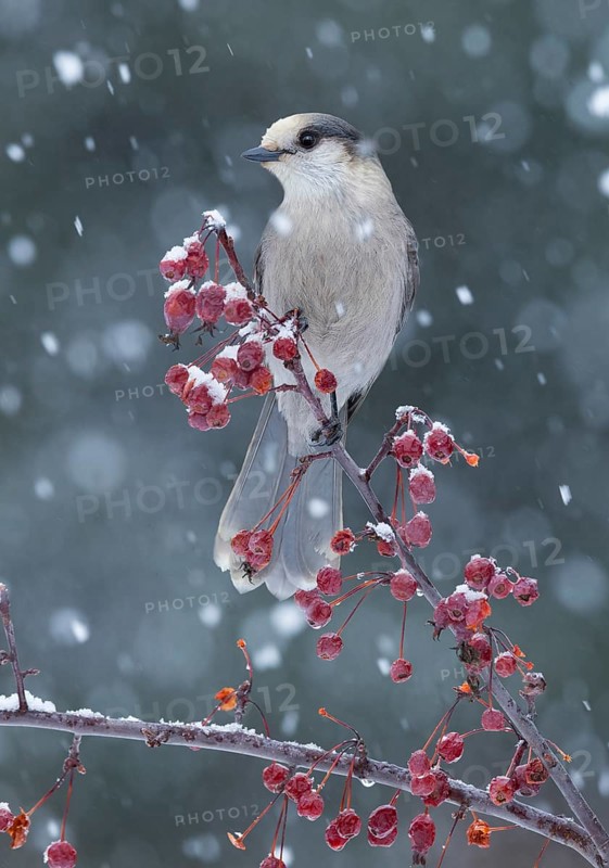 Grey Jay (Perisoreus canadensis) perched on a branch with red berries in snowfall, Alaska, USA