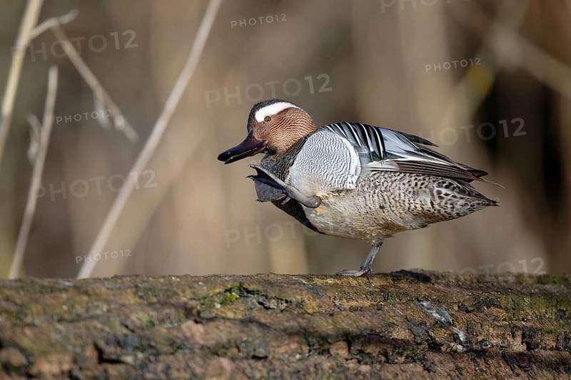 Garganey (Spatula querquedula) male, Saxony, Germany
