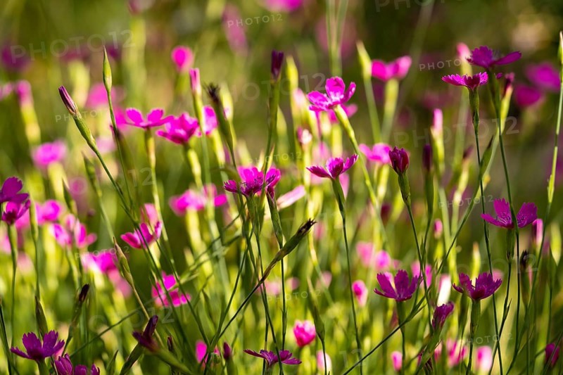 A colorful array of pink dianthus flowers basking in sunlight, showcasing their delicate petals during a vibrant spring bloom. The green stems add a fresh contrast