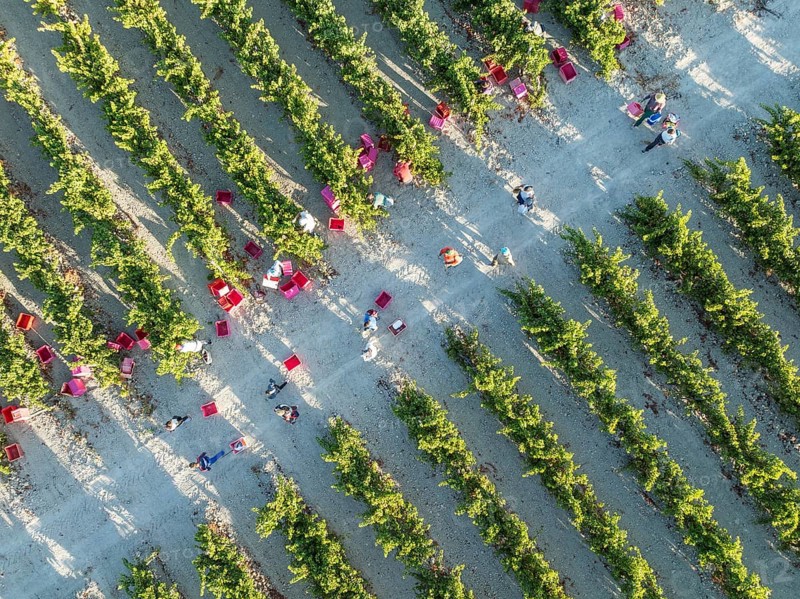 Vintage at the vineyard of the Bodega González Byass near the town of Jerez de la Frontera. Aerial view. Drone shot. Cádiz province, Andalusia, Spain