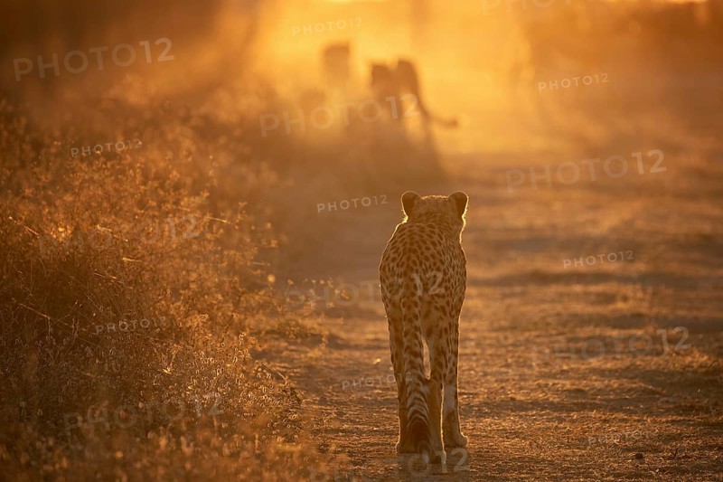 Cheetah (Acinonyx jubatus) back view of group walking into sunset on trail, Castile-La Mancha, Spain