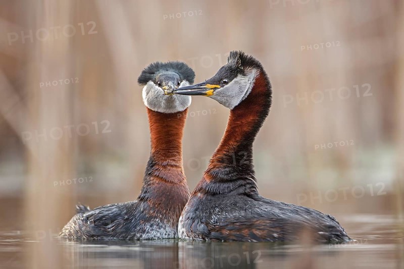 Red-necked Grebe (Podiceps grisegena) pair displaying, Saxony-Anhalt, Germany