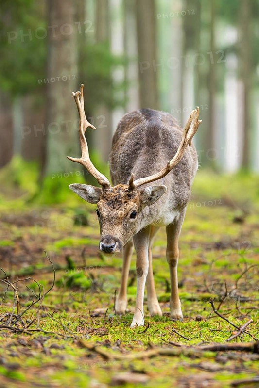 European fallow deer (Dama dama) buck in a forest in autumn, Bavaria, Germany