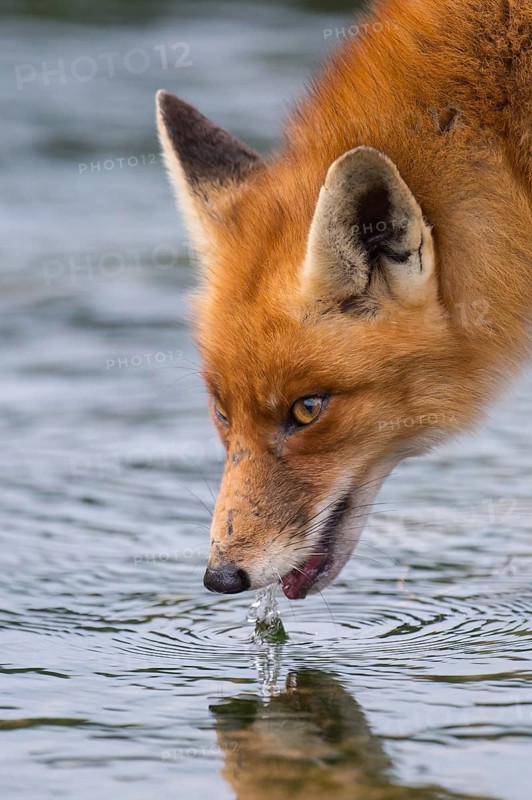 Red Fox (Vulpes vulpes) adult drinking, Netherlands