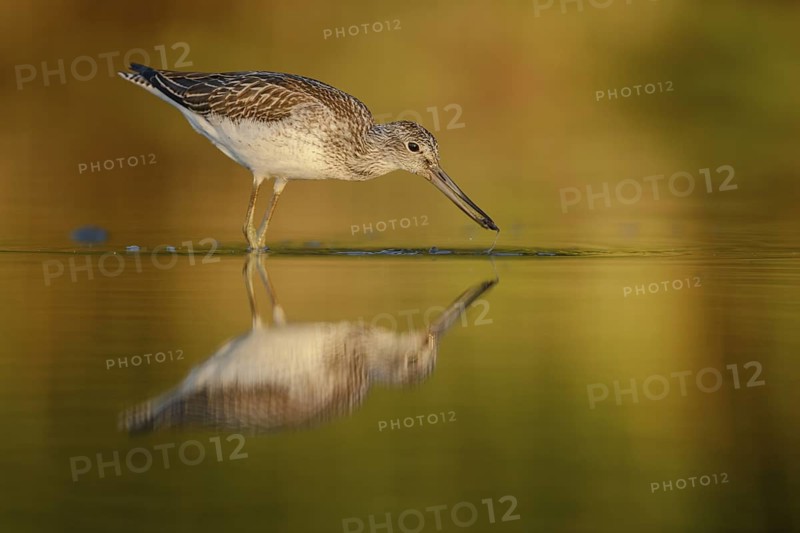 Common Greenshank (Tringa nebularia), Thuringia, Germany