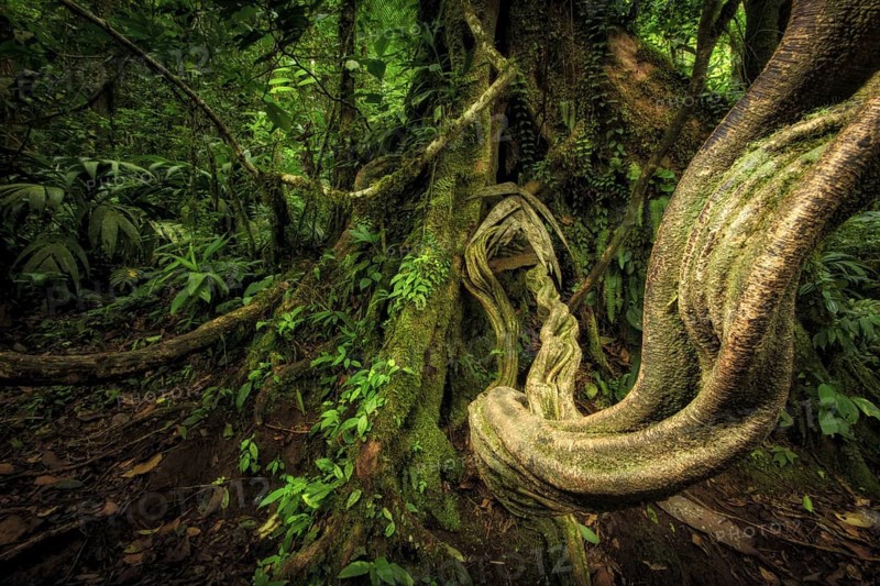 Tropical lianas can grow to the thickness of a human thigh. These impressive giants support a whole ecosystem at the tops of the rainforest canopy. I focused just inches away from this liana in Costa Rica's Tenorio Volcano National Park and used off-camera fill-flash to provide a dramatic perspective