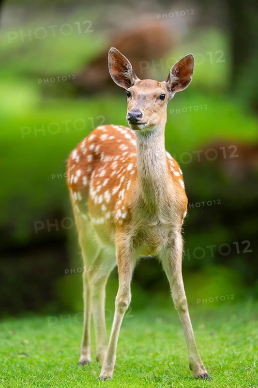 Sika deer (Cervus nippon) female on a meadow, Bavaria, Germany