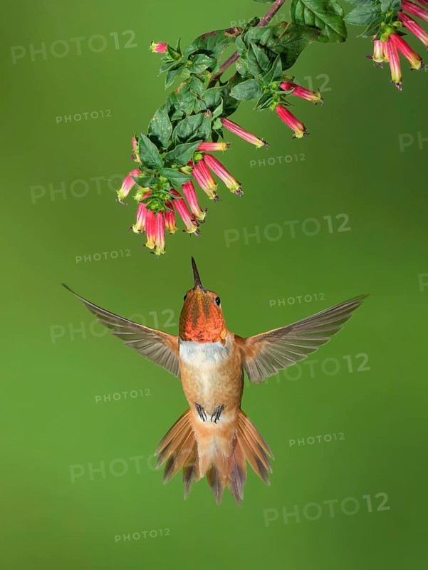 Rufous Hummingbird (Selasphorus rufus) male flying while feeding at flower nectar, Colorado, USA