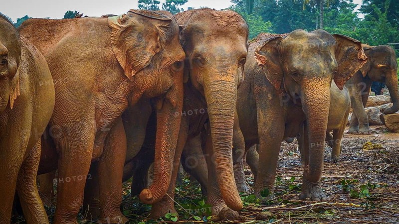 Group of Asian elephants (elephas maximus) together in the jungle with vegetation, Pinnawela Elephant Orphanage, Sri Lanka