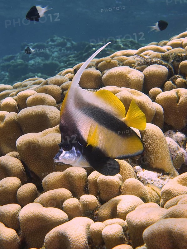 Red sea bannerfish (Heniochus intermedius) over stony corals, House Reef dive site, Mangrove Bay, El Quesir, Red Sea, Egypt